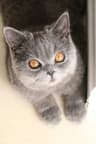 Original photo of a cat