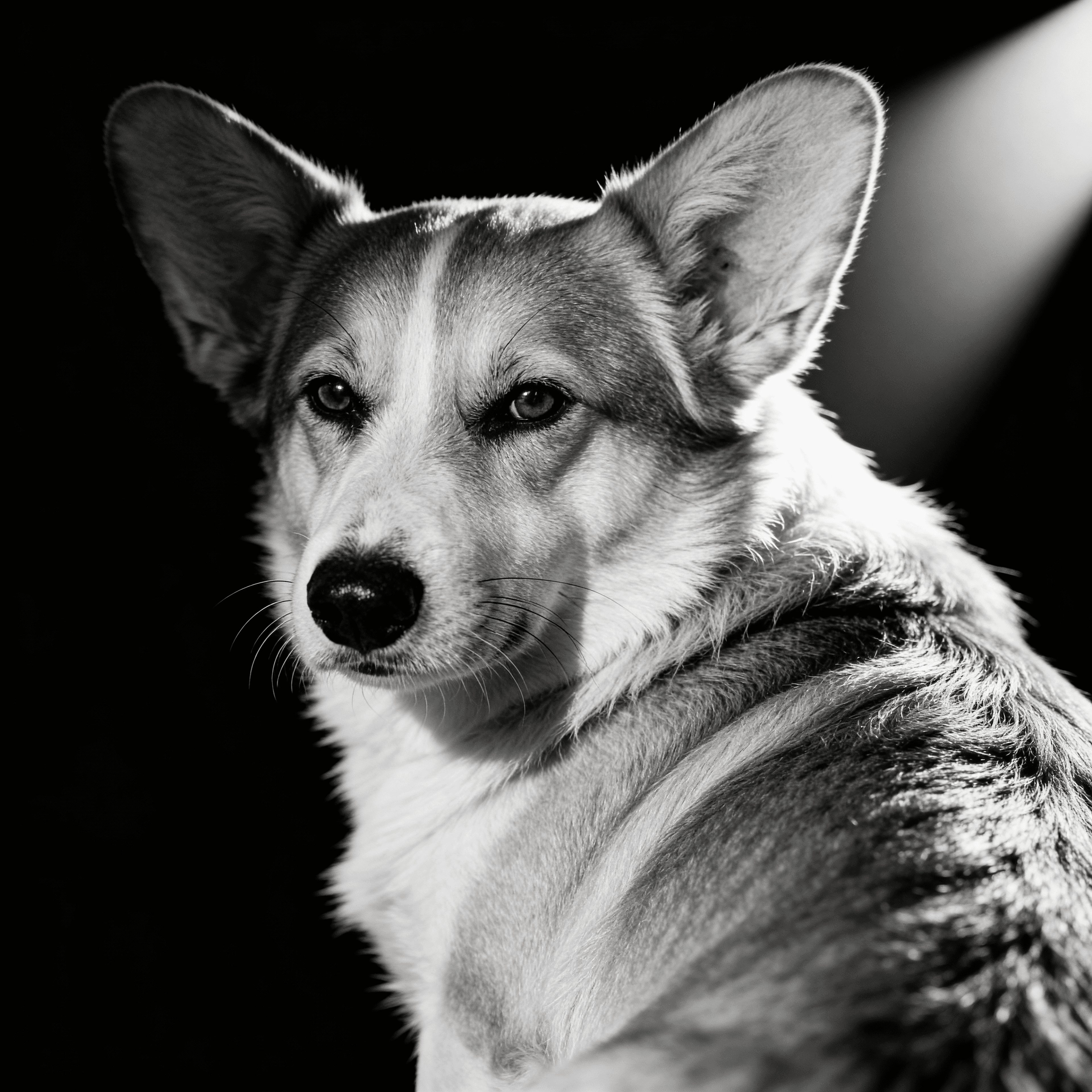 Modern Editorial style portrait of a dog