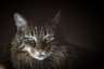 Original photo of a cat