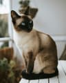 Original photo of a cat