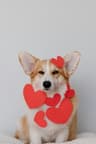 Original photo of a dog