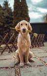 Original photo of a dog