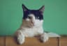 Original photo of a cat