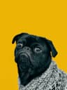 Original photo of a dog