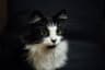 Original photo of a cat