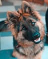 Original photo of a dog