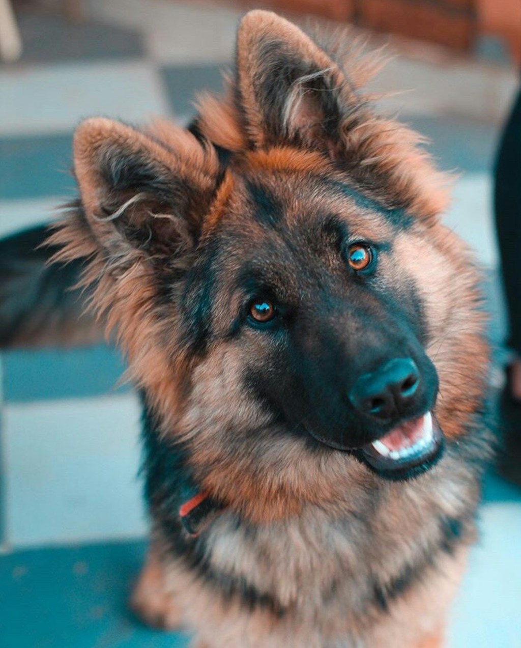 Original pet photo